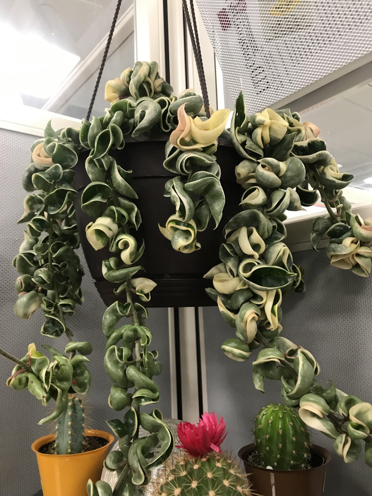 Хойя компакта Регалис