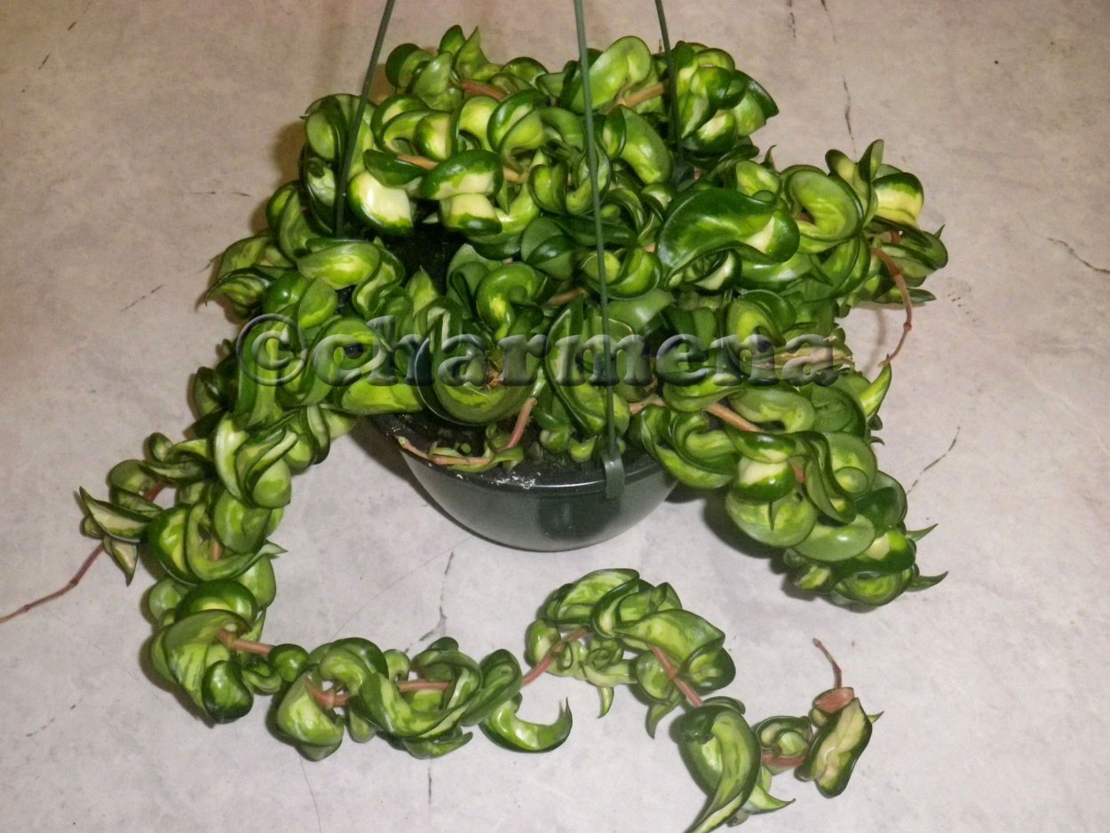 Хойя compacta Mauna loa