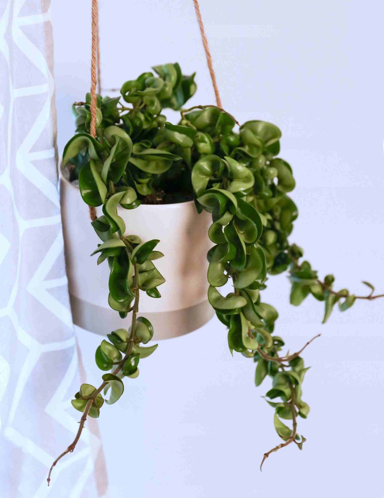 Хойя Карноза компакта