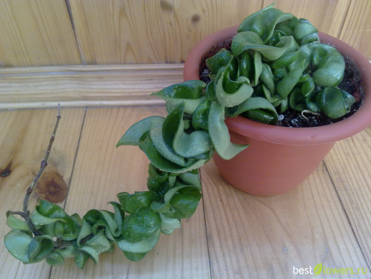 Хойя carnosa compacta