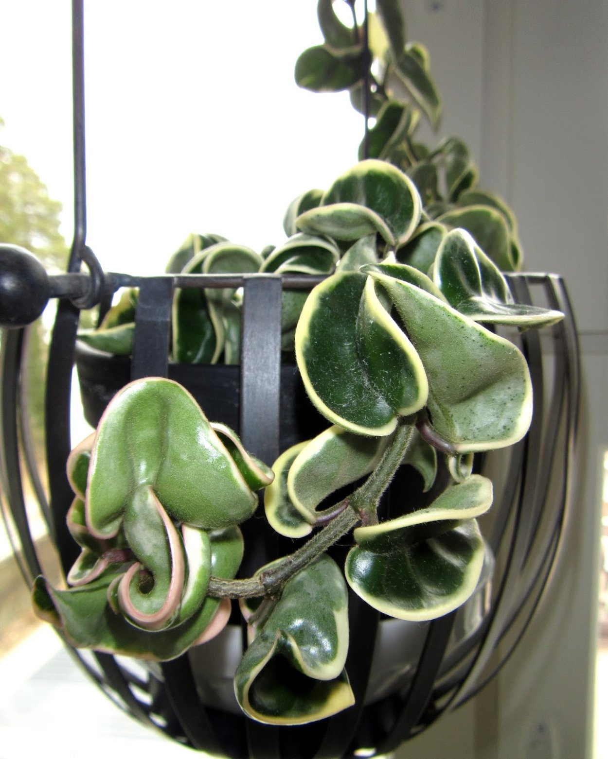 Хойя Регалис