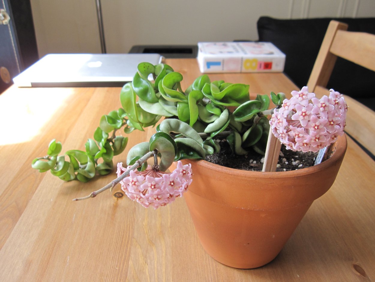 Компакта Кринкл Хойя