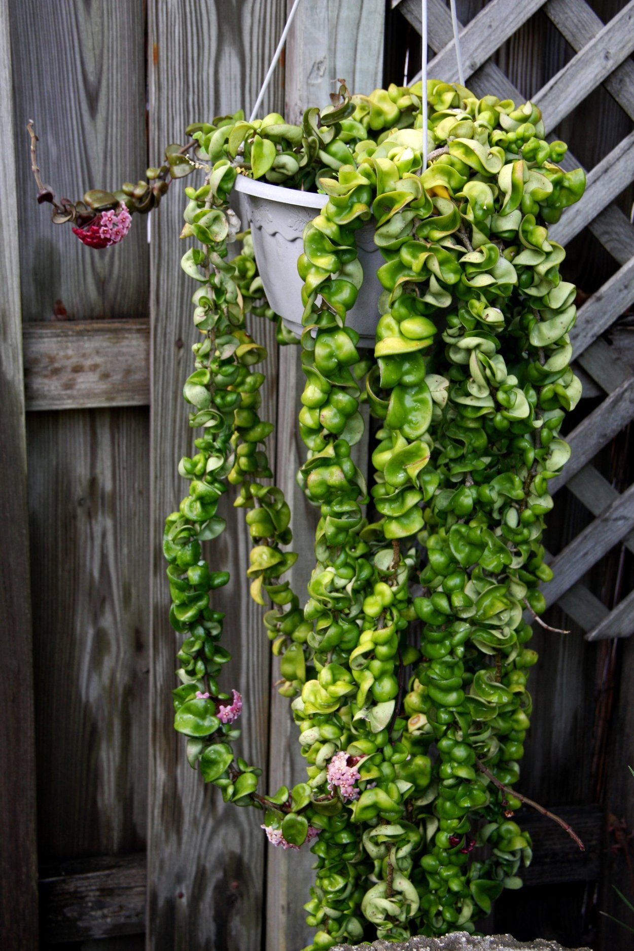 Хойя компакта (compacta)