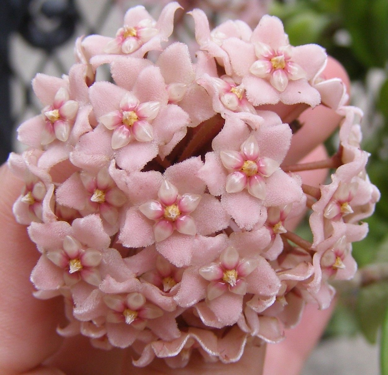 Хойя Карноза Кринкл