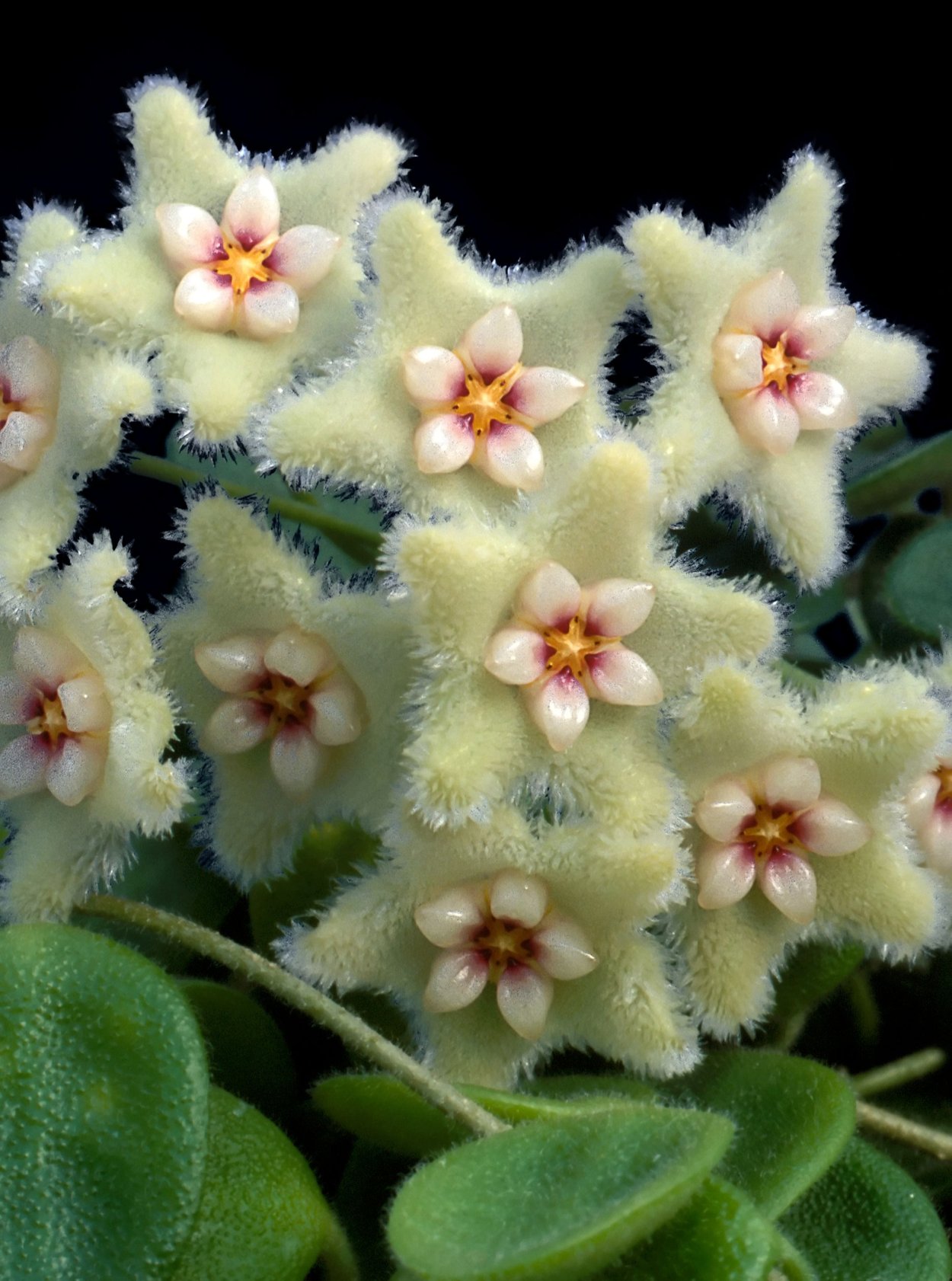 Хойя Hoya Serpens