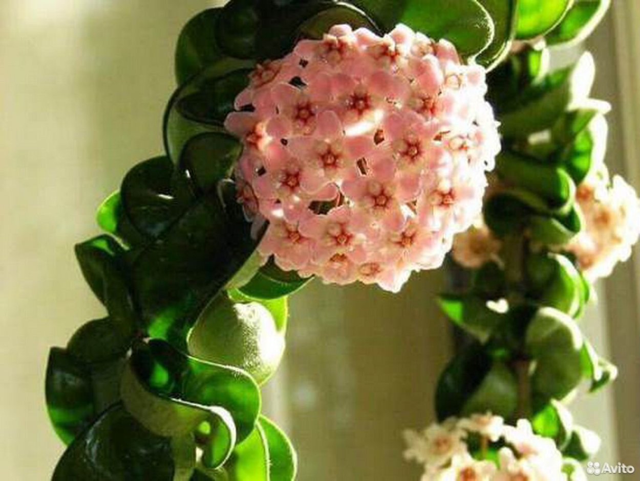 Hoya campanulata Pink 211