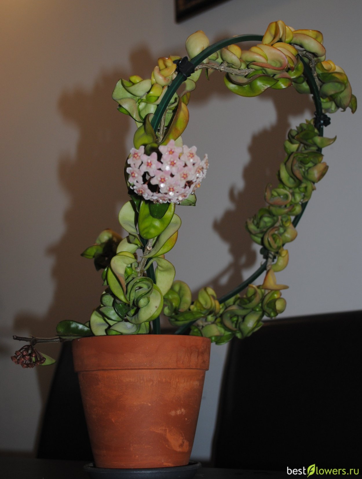 Хойя Карноза компакта кудрявая