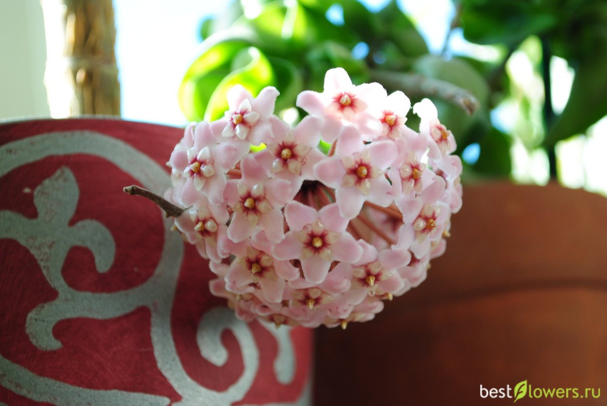 Хойя Карноза компакта кудрявая