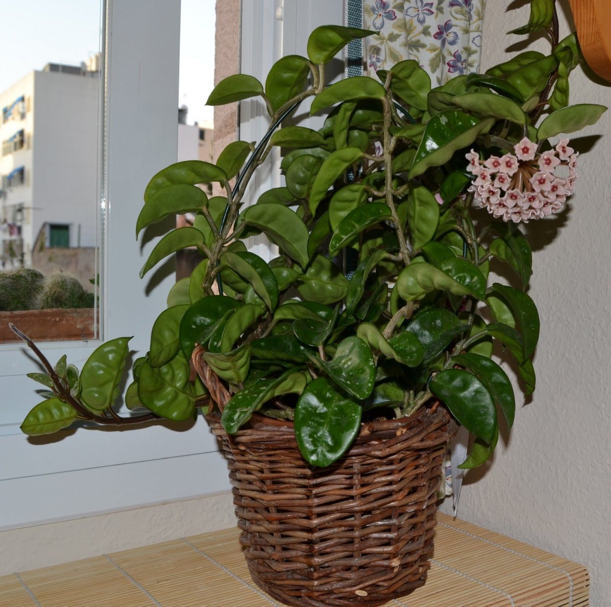 Хойя Карноза Кринкл 8