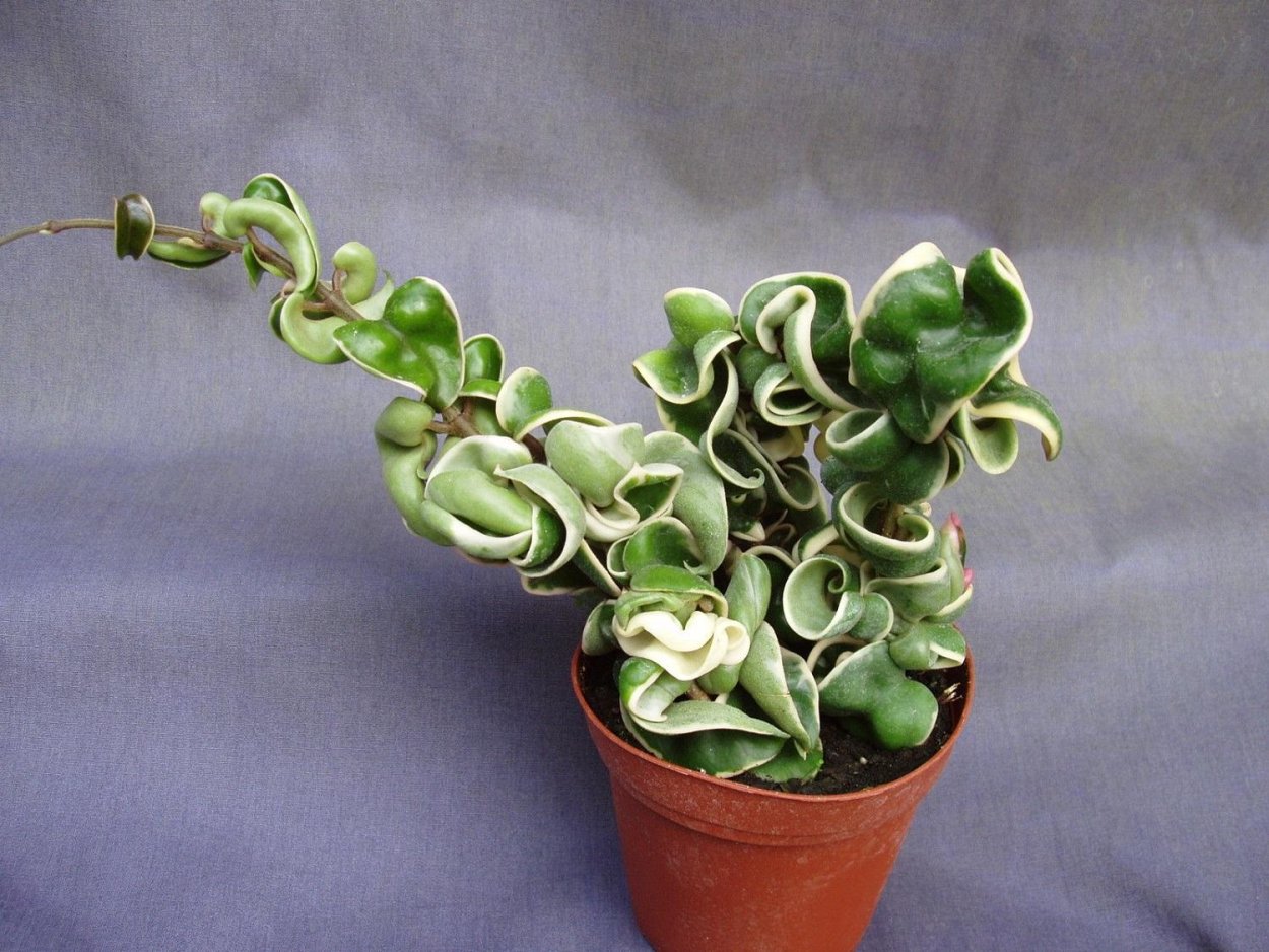 Хойя Карноза компакта