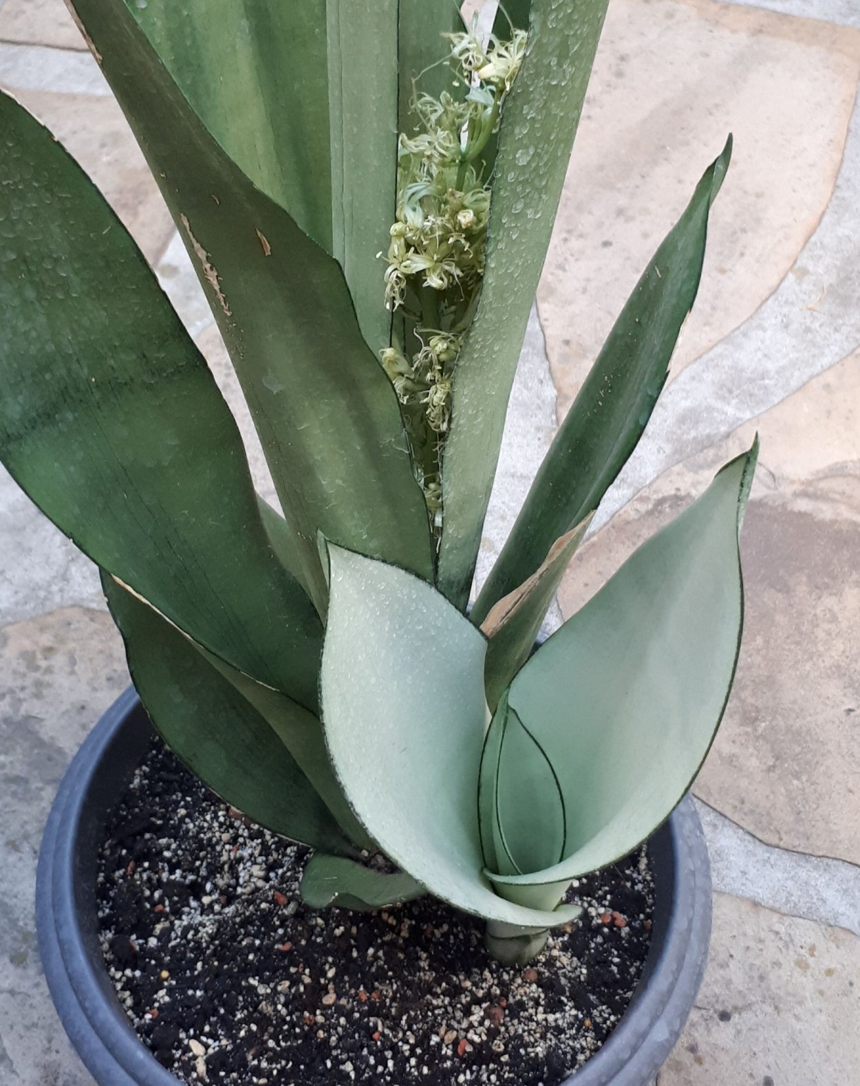 Сансевиерия Асахи