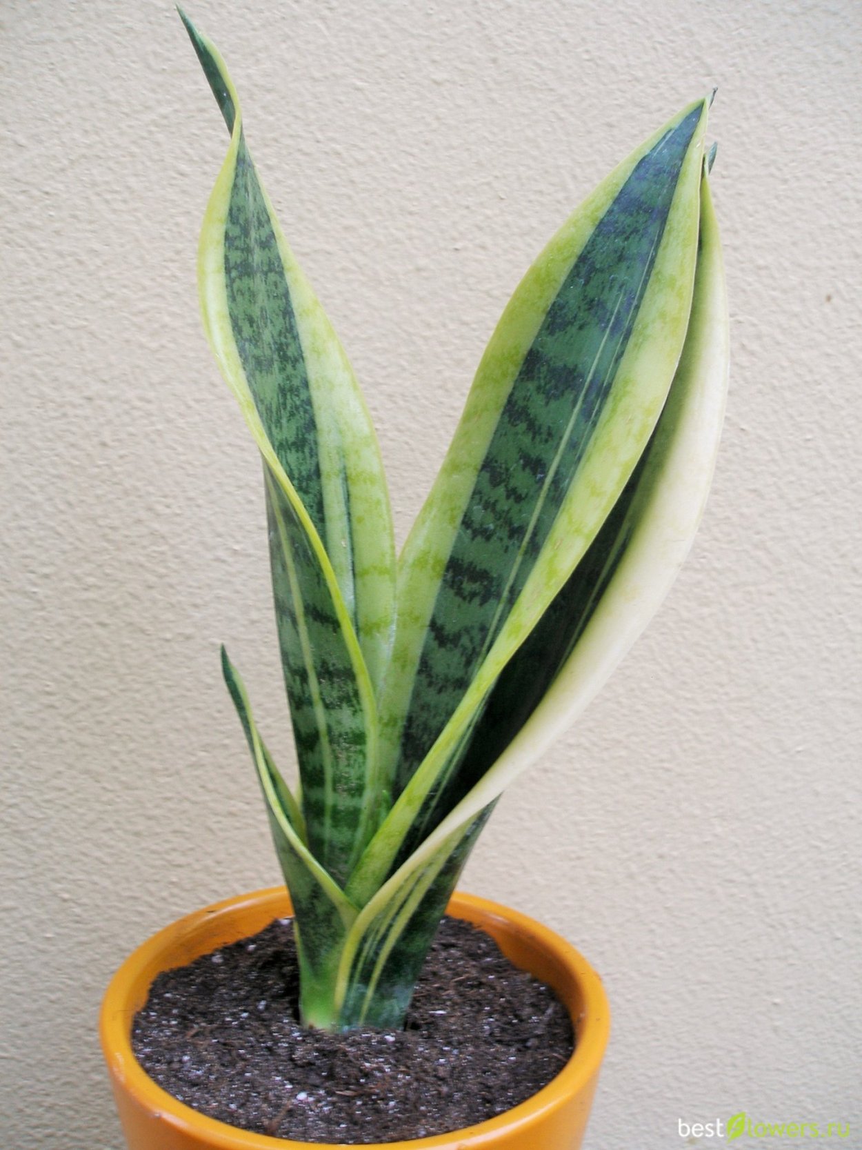 Сансевиерия Futura superba