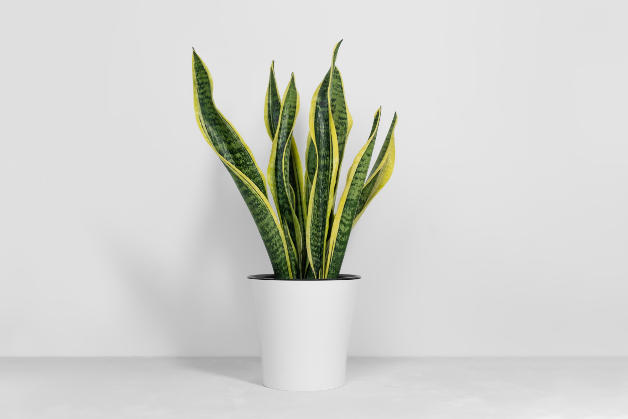 Самаямнизкая Сансевиерия сорт