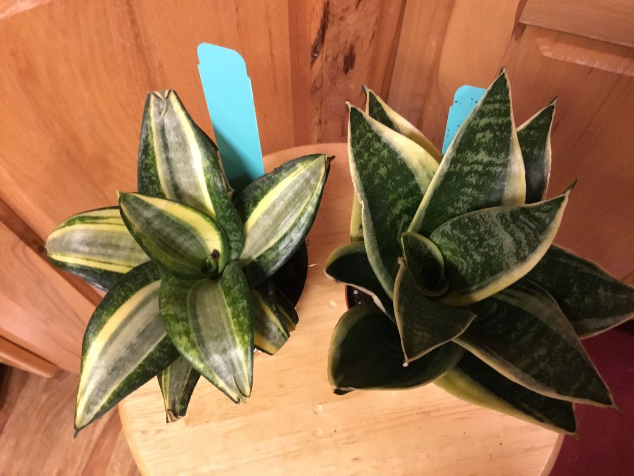 Сансевиерия Blue Leaf