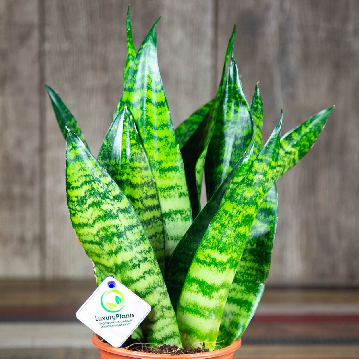 Сансевиерия Зейланика