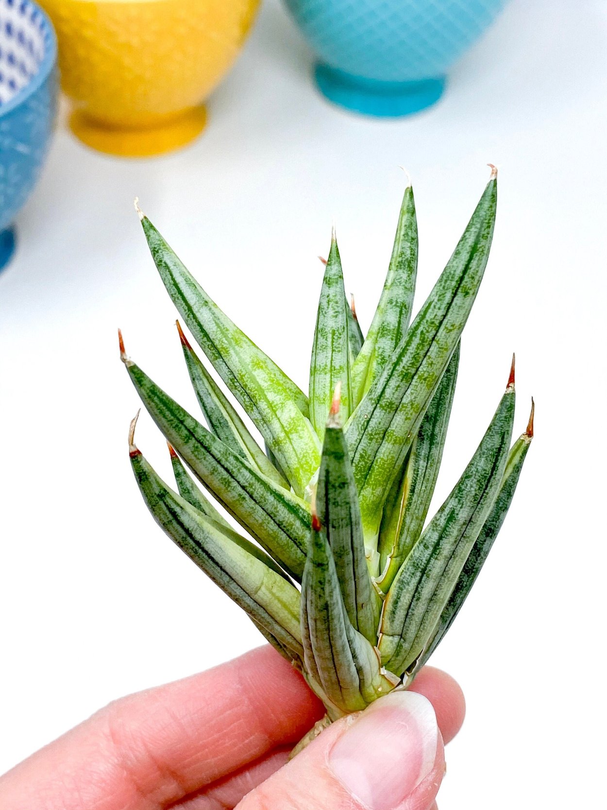 Сансевиерия Марбл Квин