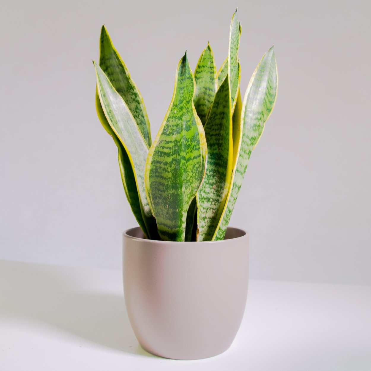 Сансевиерия Лауренти