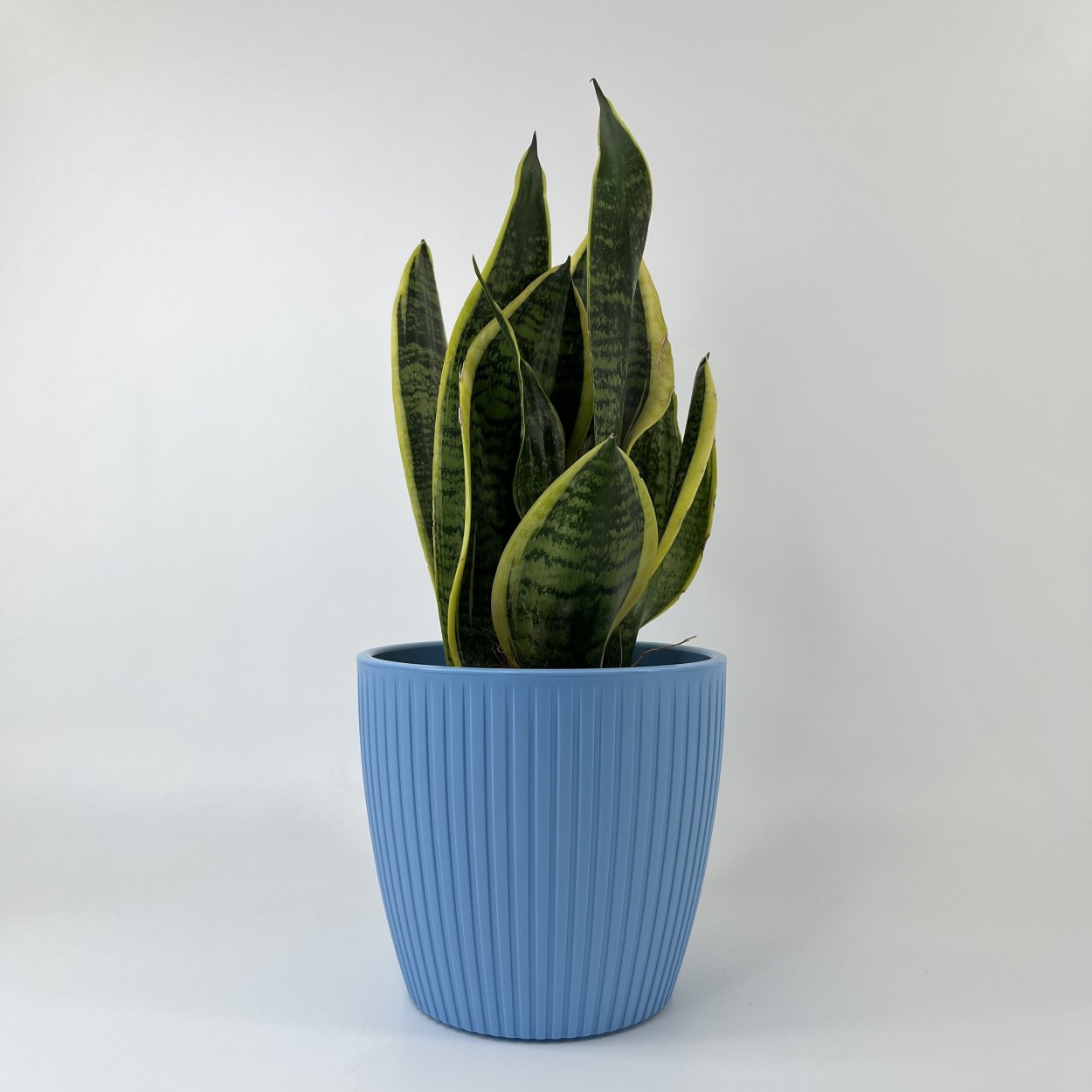 Сансевиерия Лауренти фото