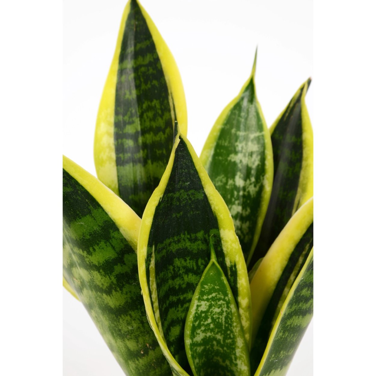 Сансевиерия Футура Голд