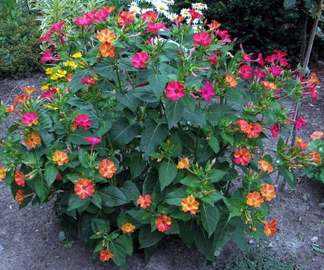 Мирабилис (ялапа)