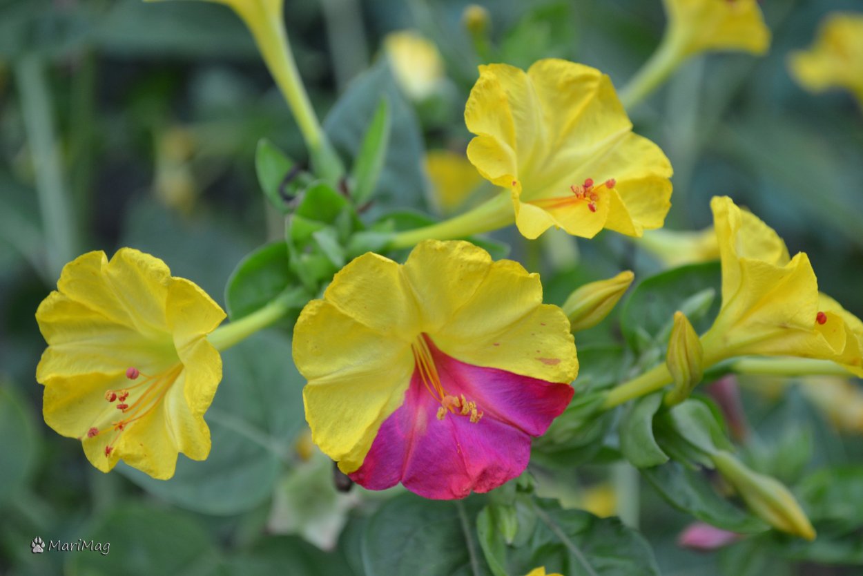 Мирабилис желтый
