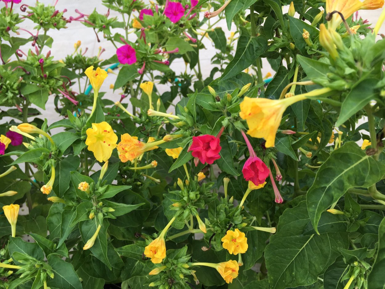 Мирабилис кустовой