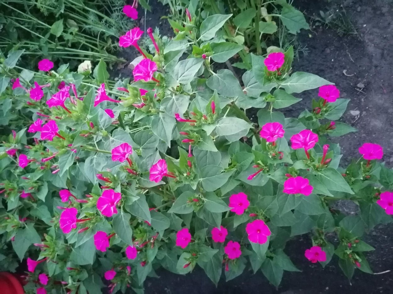 Мирабилис в Турции