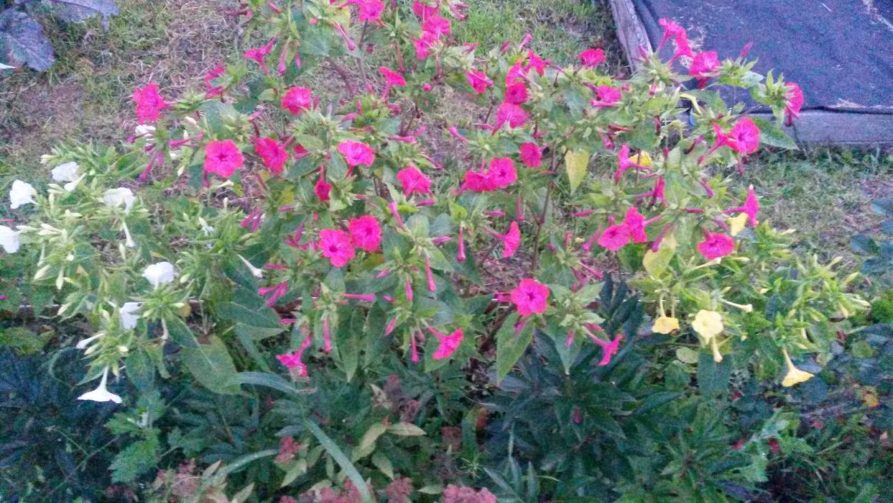 Мирабилис Иоланта 1,0 г н12