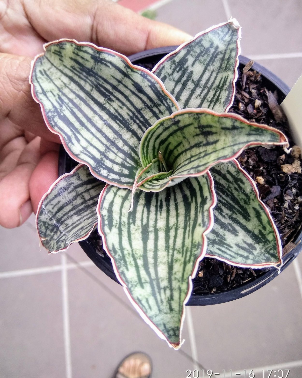 Сансевиерия Клеопатра