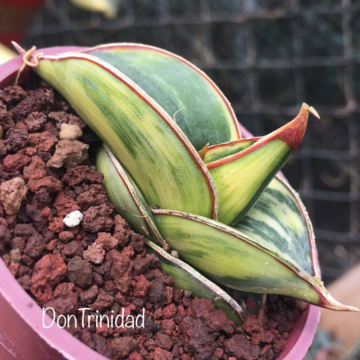 Сансевиерия ehrenbergii Banana