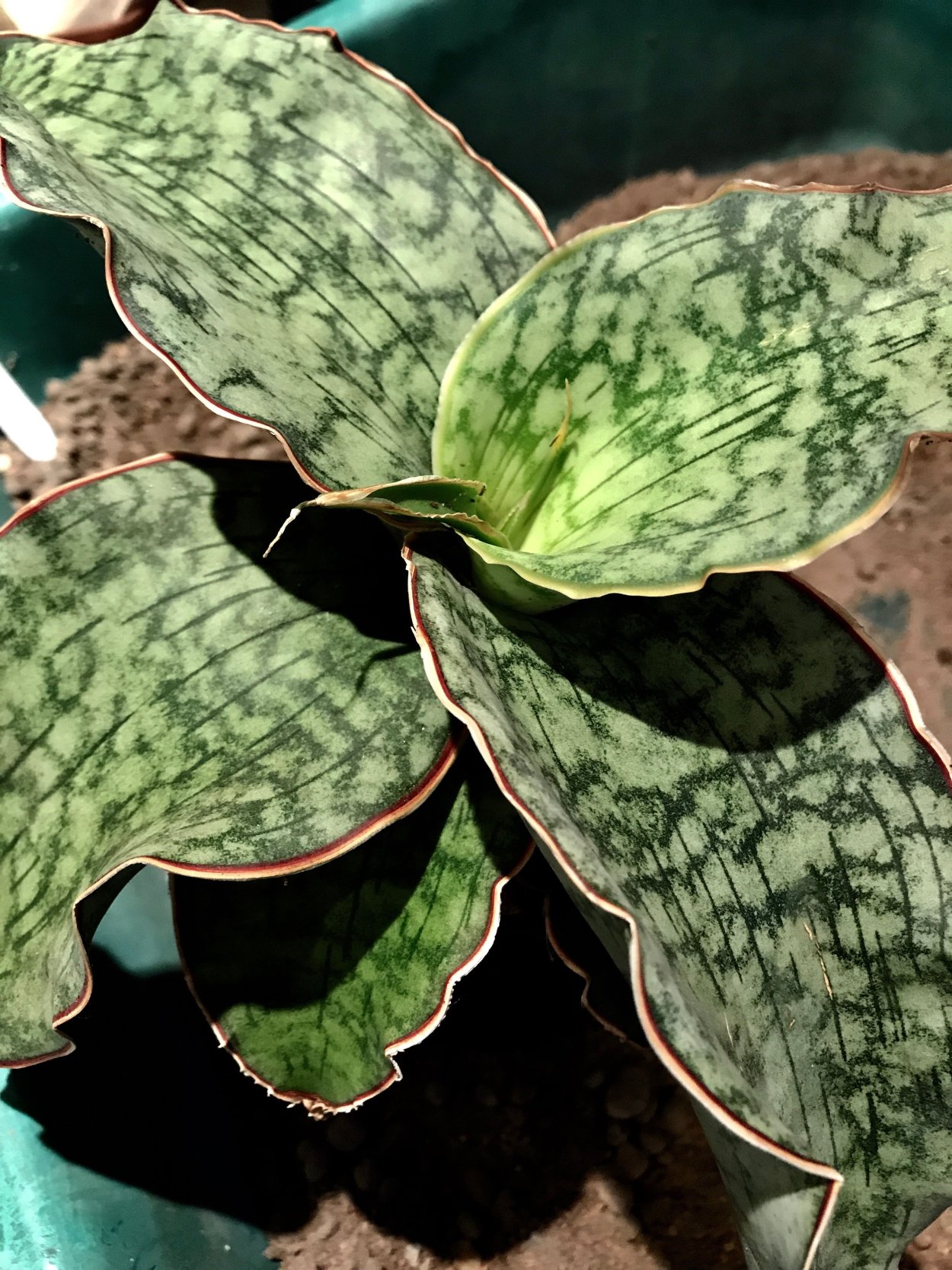 Сансевиерия Сильвер Блю