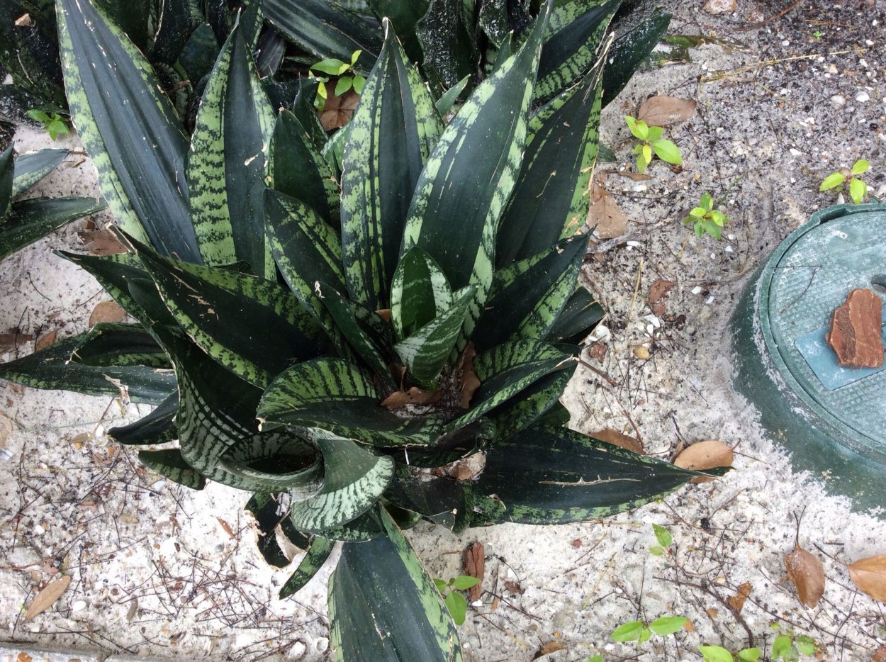 Сансевиерия Сильвер Флейм