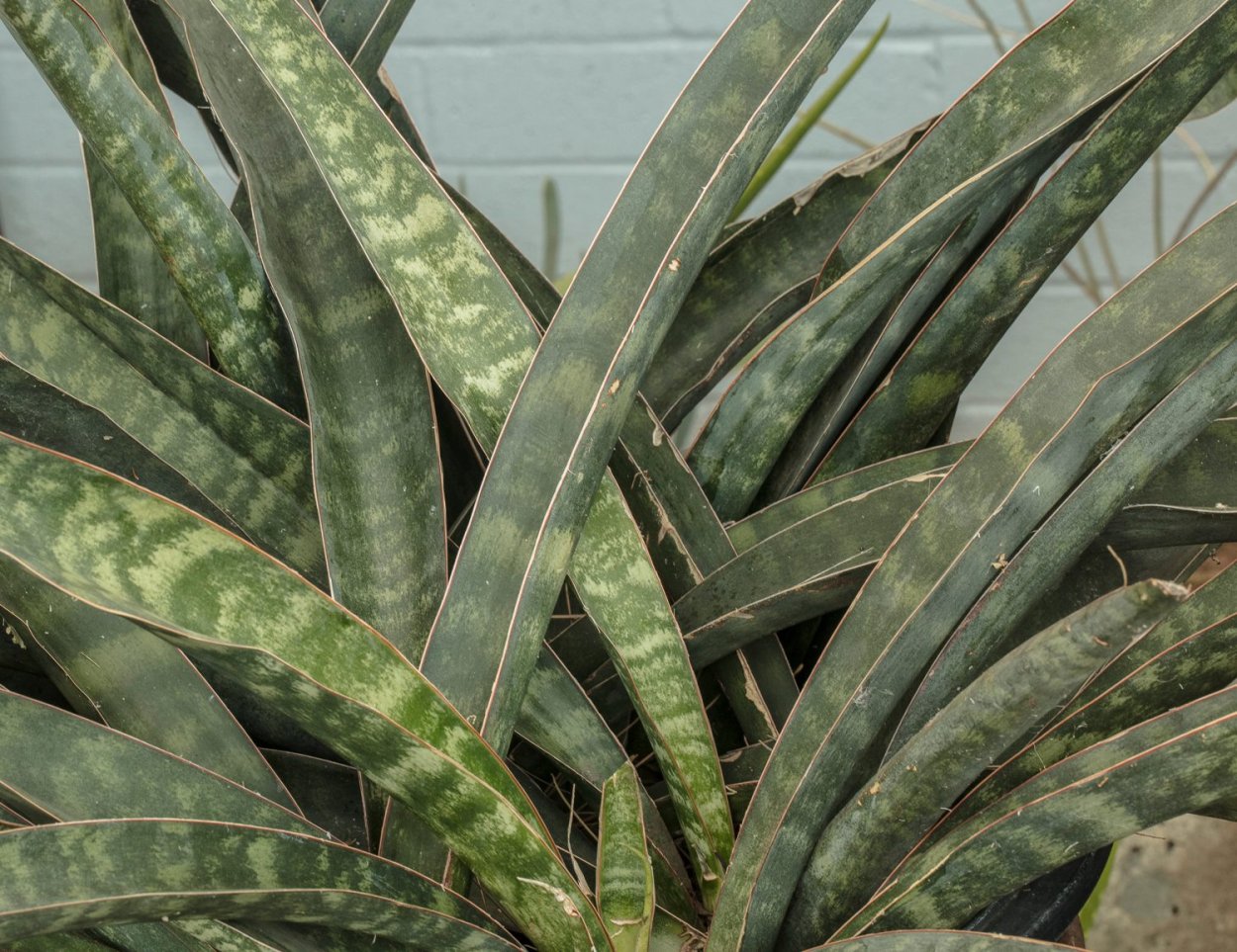 Сансевьера Клеопатра