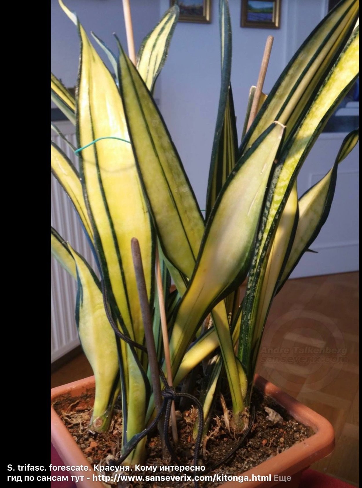 Сансевиерия Муншайн Вариегата