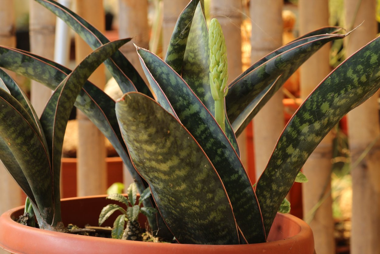 Сансевиерия Эфиопика