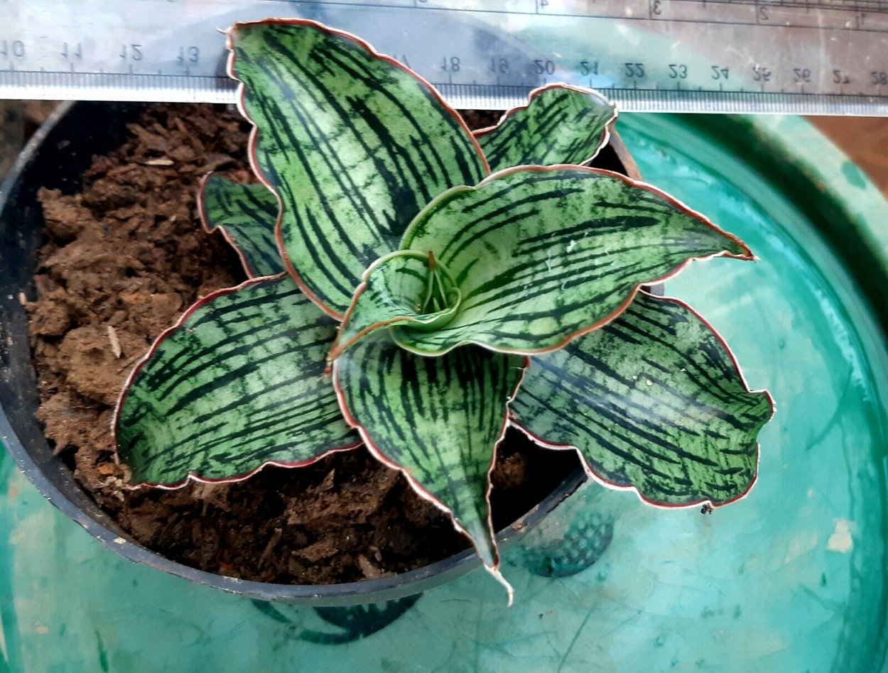 Сансевьера Клеопатра