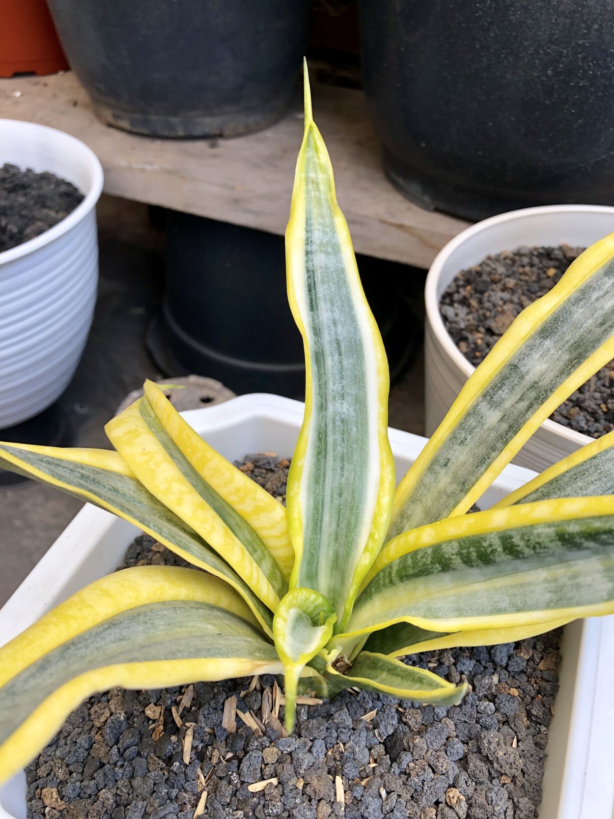 Сансевиерия Марбл Квин