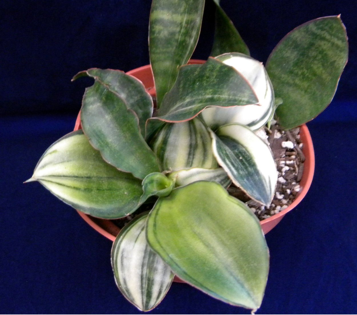 Сансевьера Клеопатра