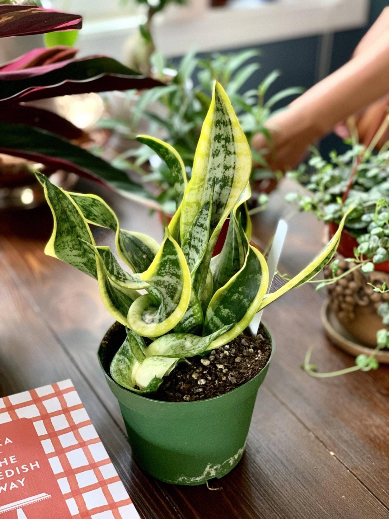 Змеиное растение Сансевиерия