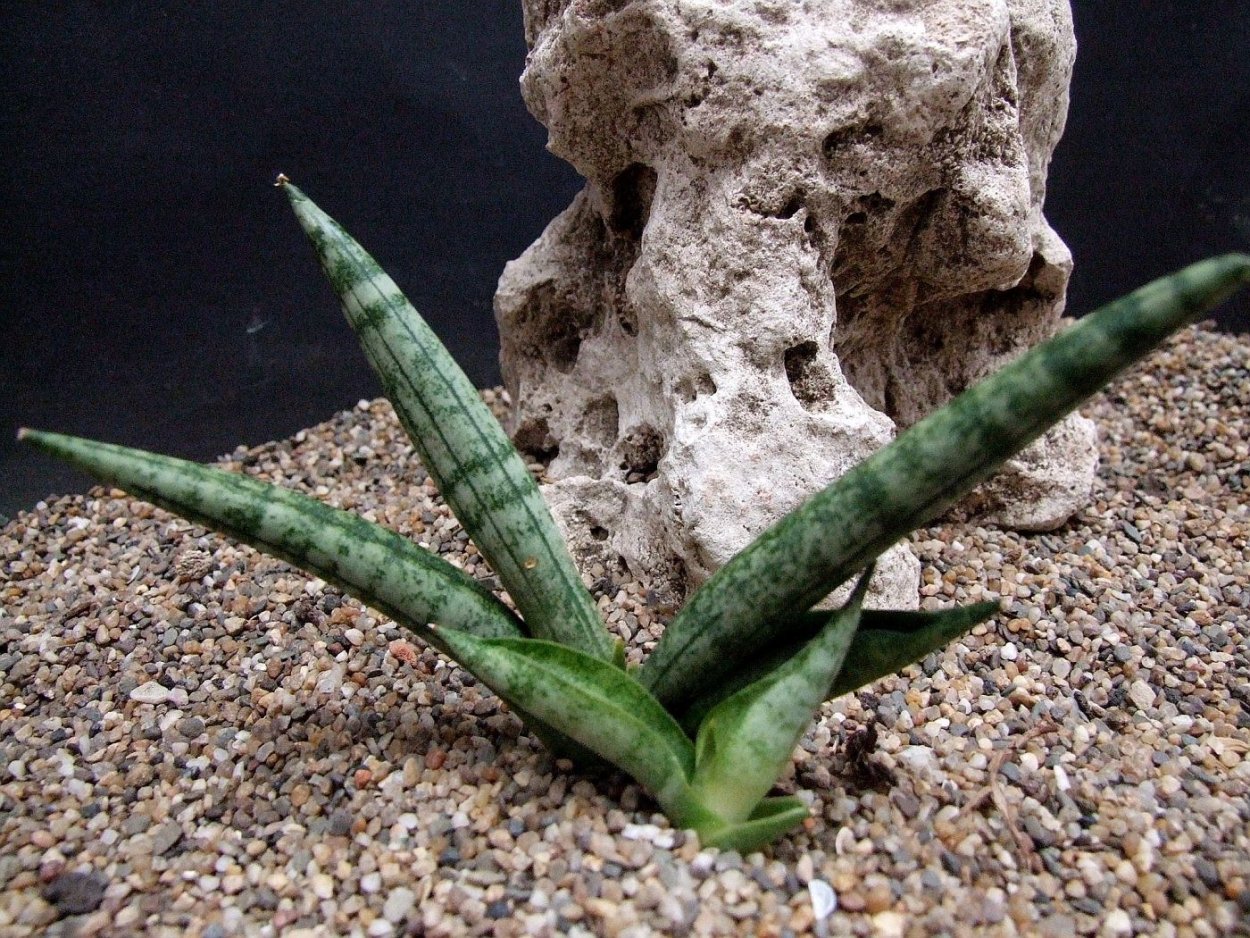 Сансевьера Бонсель