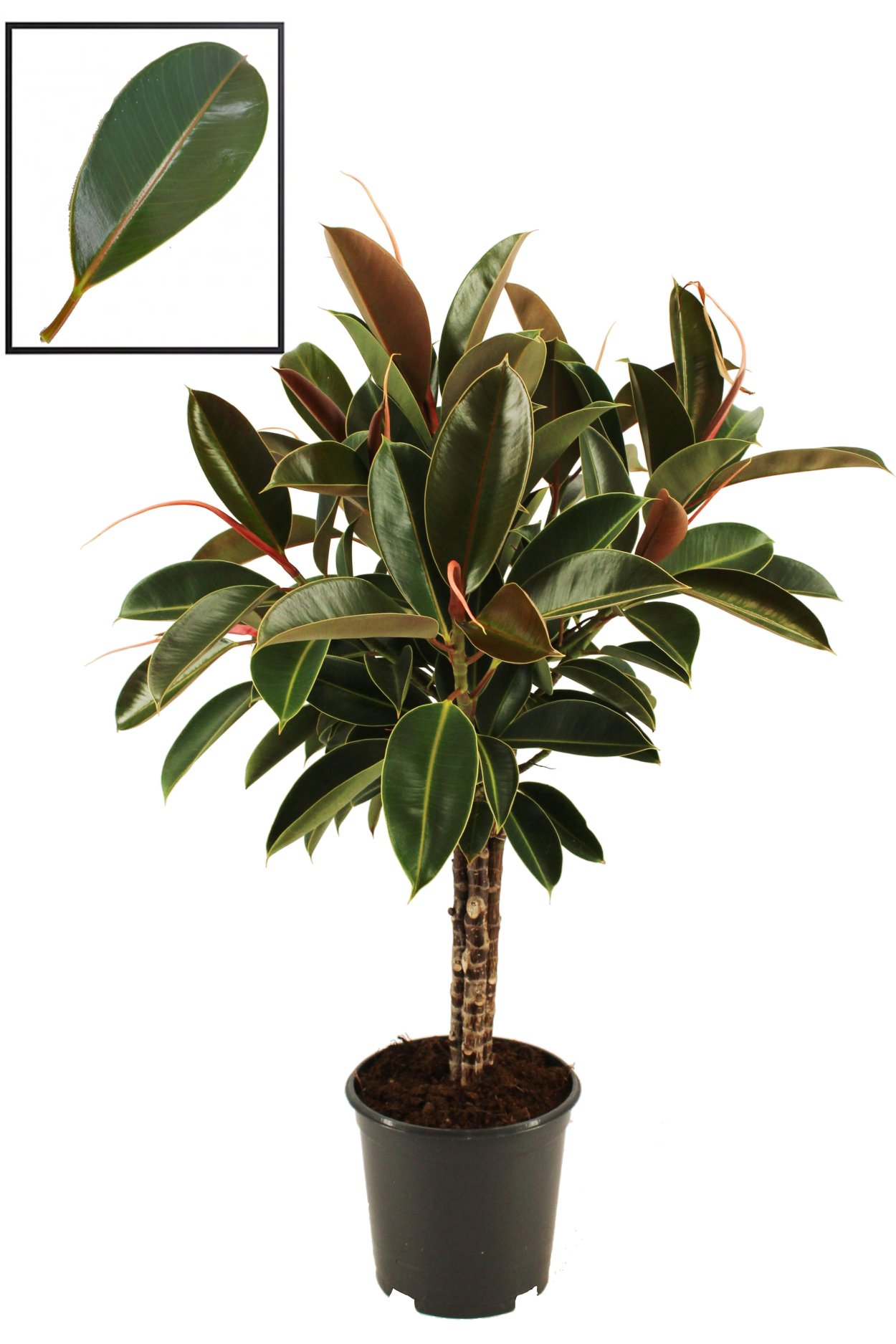 Фикус каучуконосный