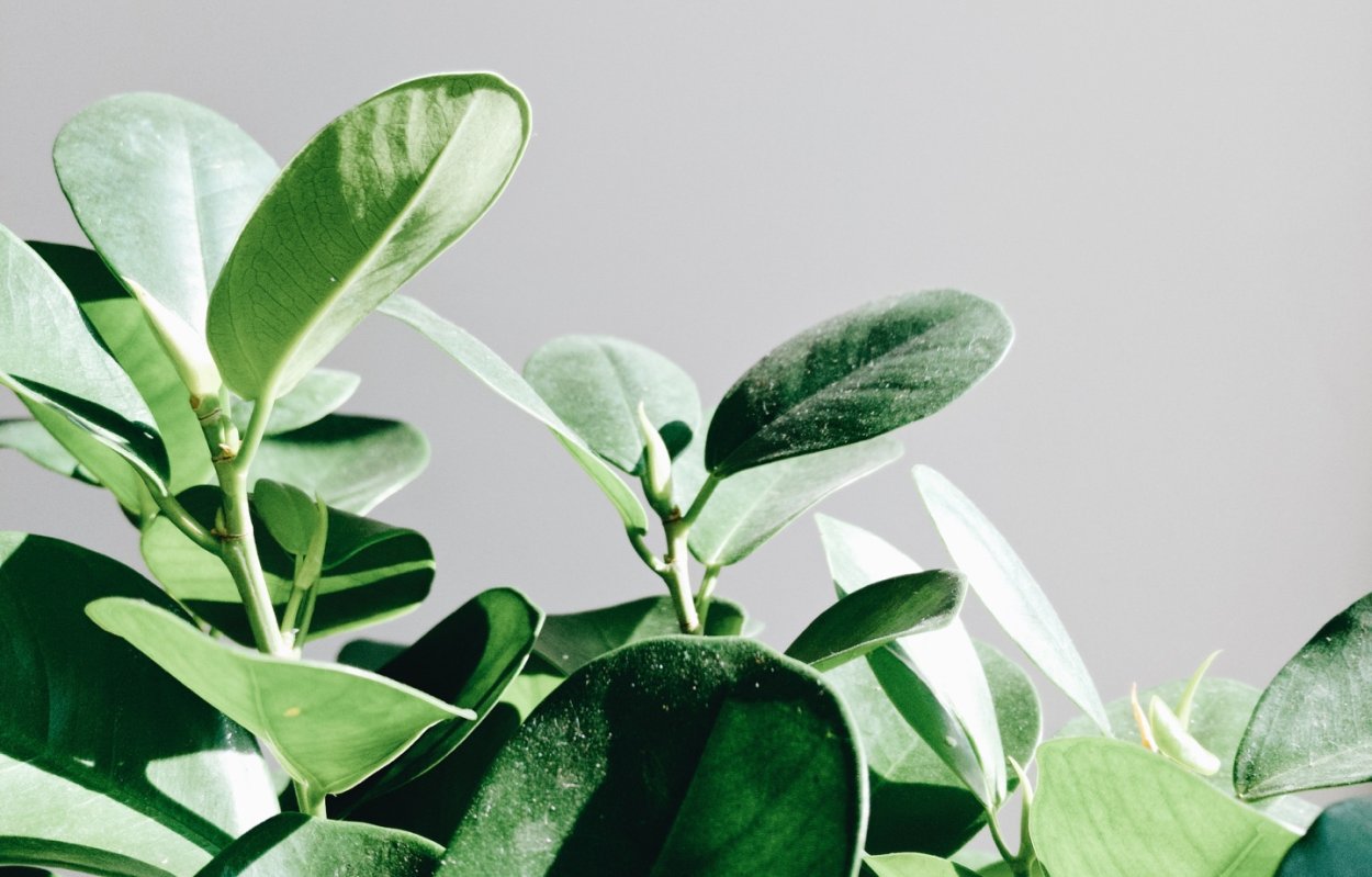 Постер фикус