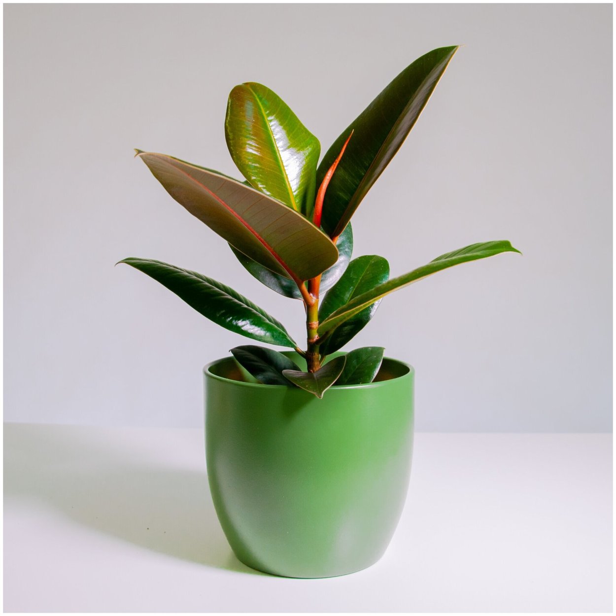 Фикус Робуста