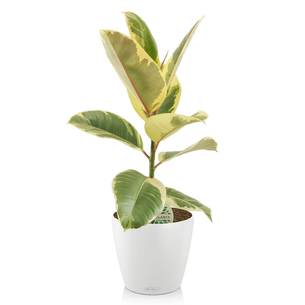 Фикус эластика Тинеке