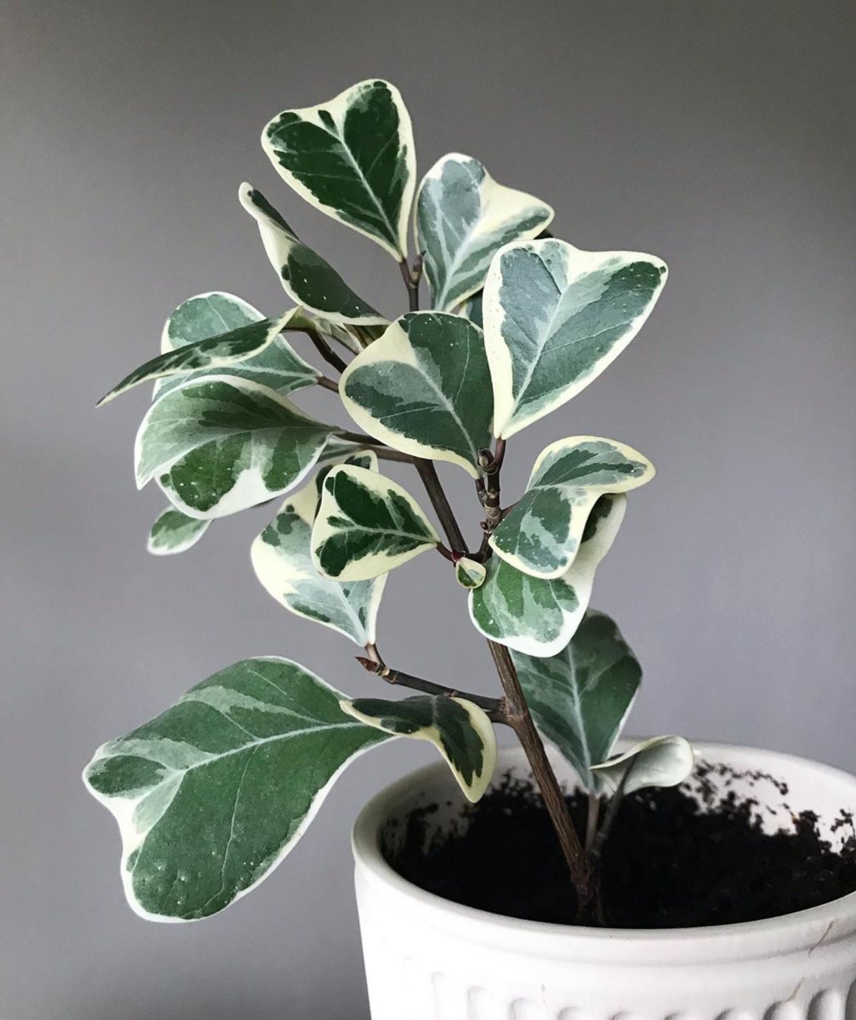 Фикус Триангулярис Вайт