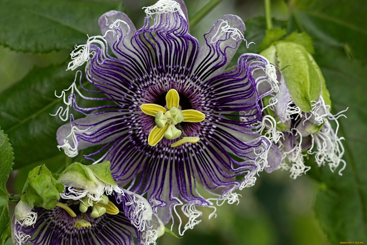 Пассифлора сиреневая