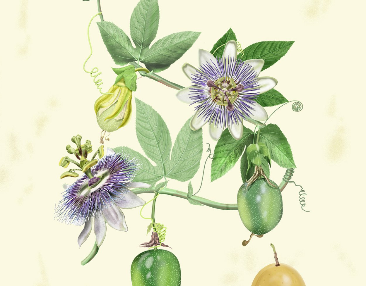 Пассифлора инкарнатная гербарий