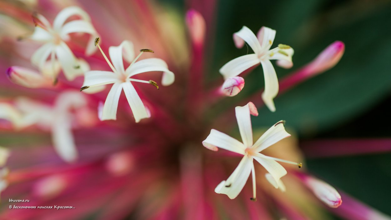 «Фейерверк цветов и нежных лепестков» беседа о комнатных растениях
