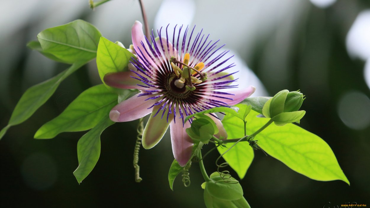 Пассифлора листочки