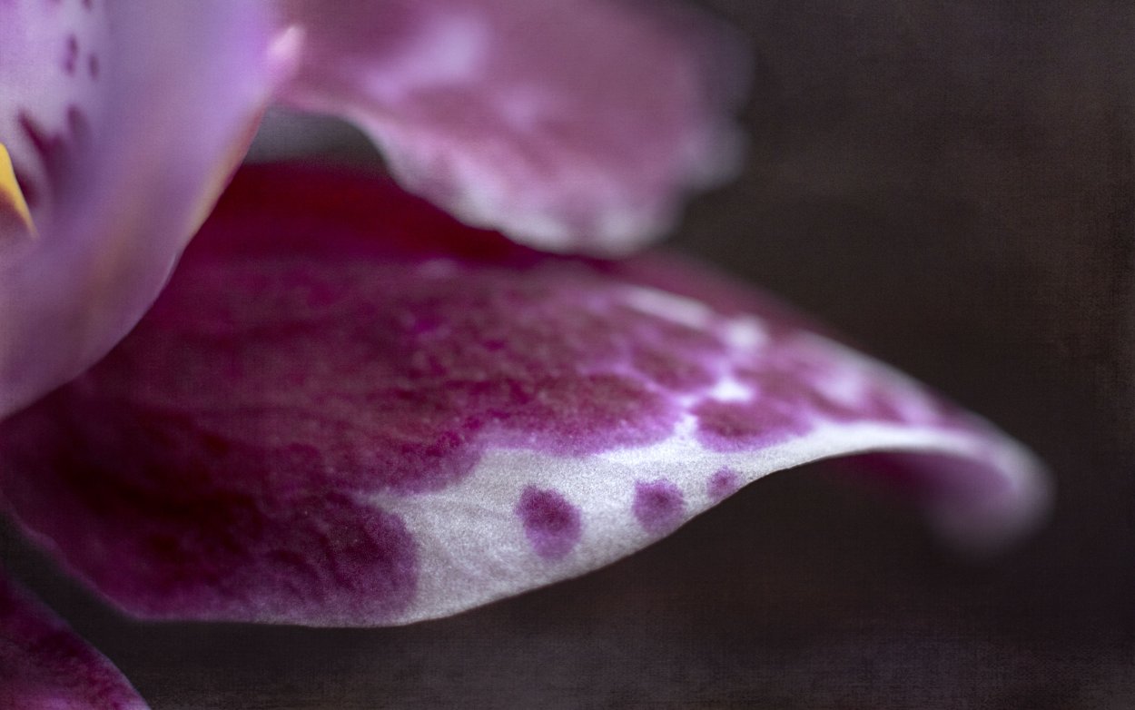 10 Апреля цветы